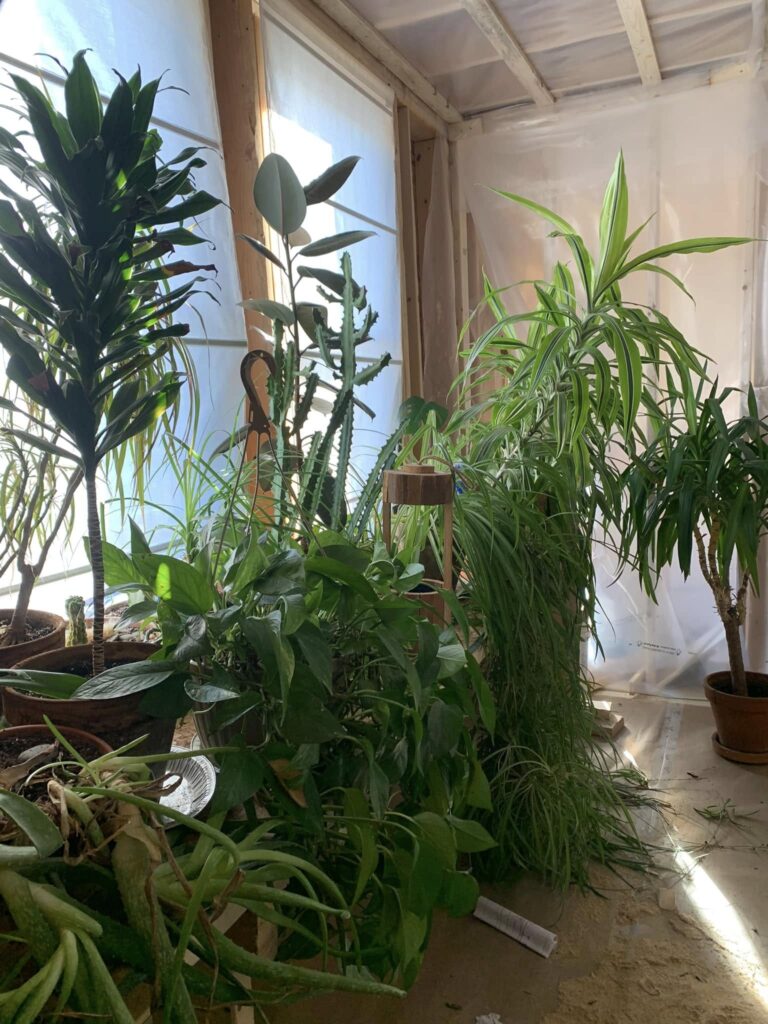 Houseplants and a Dental Trip