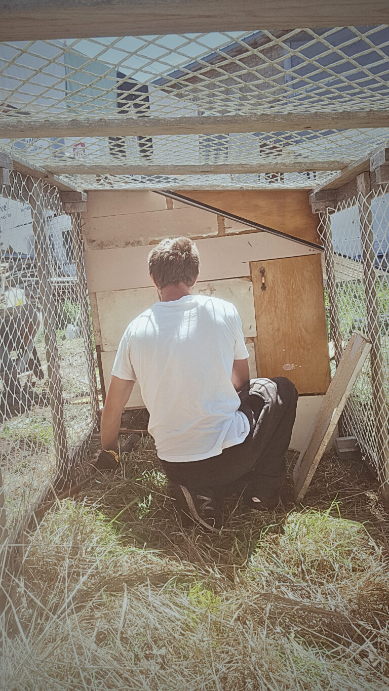Laying Hens, Growing Baby Chicks, and Fireworks!