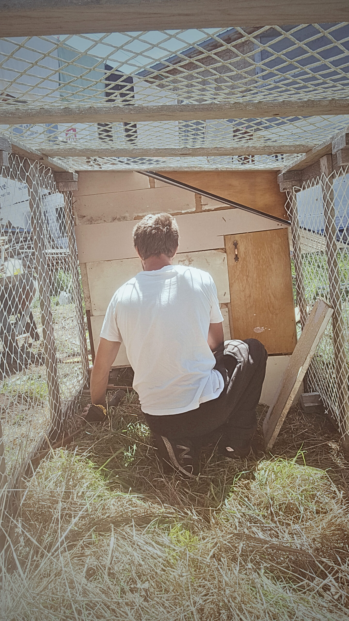 Laying Hens, Growing Baby Chicks, and Fireworks!